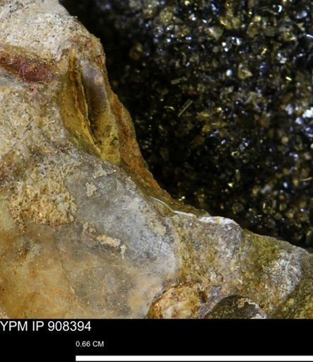 undet. Bivalvia