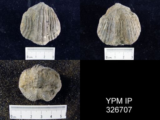Platystrophia ponderosa
