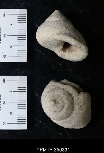 undet. Gastropoda