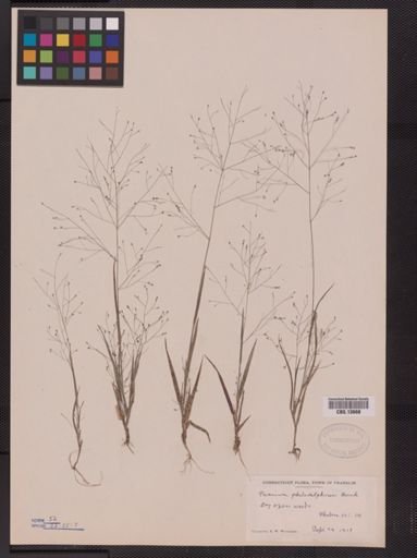Panicum philadelphicum