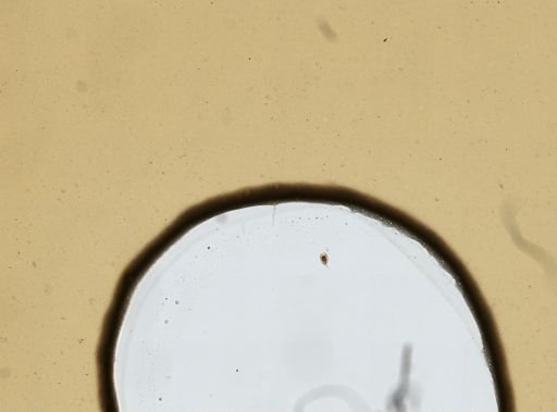Lecane tenuiseta