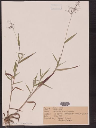 Panicum subvillosum