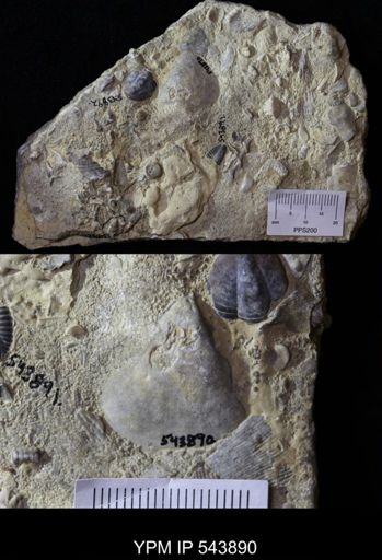 Schizodus depressus