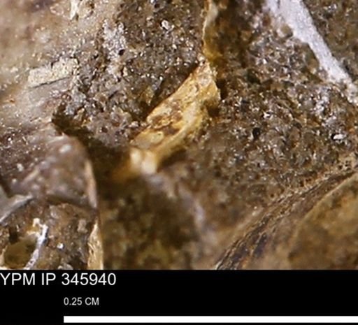 undet. Mollusca