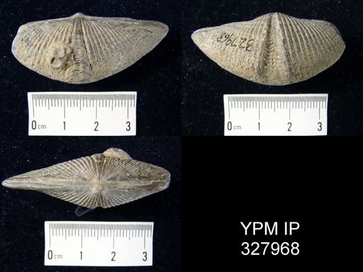 Mucrospirifer mucronatus