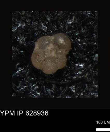 undet. Foraminiferida