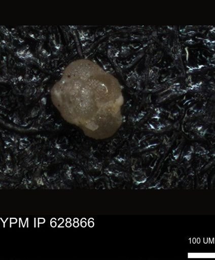 undet. Foraminiferida