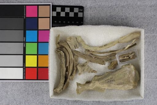 Protoceras celer