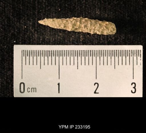 Archaeocidaris sp.