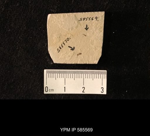 undet. Staphylinidae