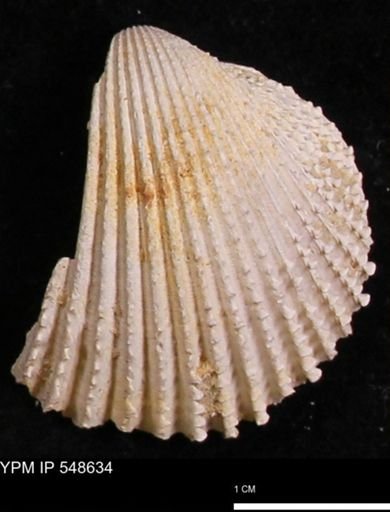 Trachycardium emmonsi