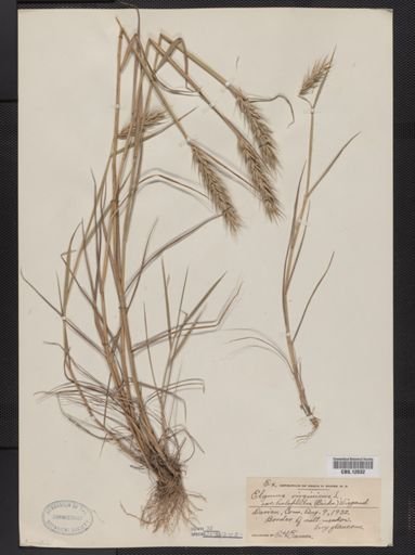 Elymus virginicus