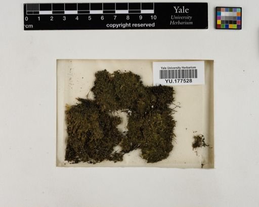 Plantae