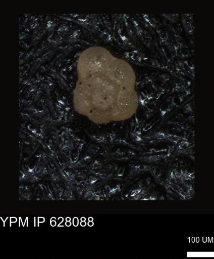 undet. Foraminiferida