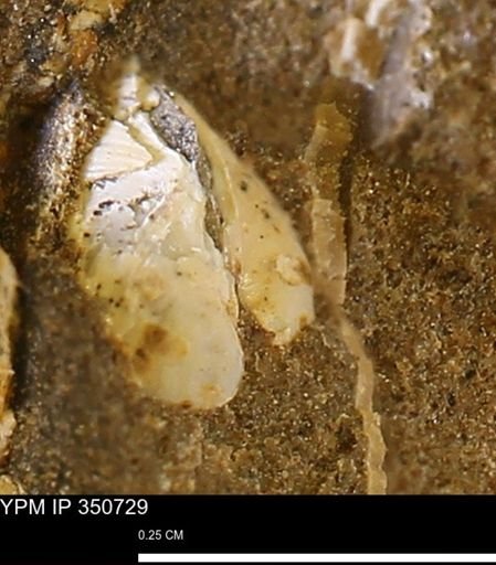 undet. Bivalvia
