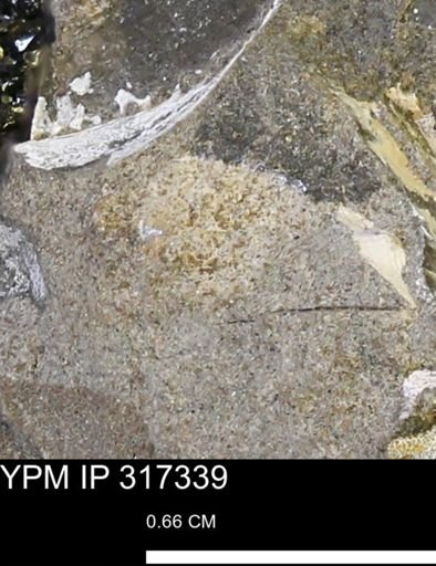 undet. Mollusca