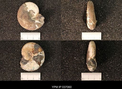 Hoploscaphites nicolletii