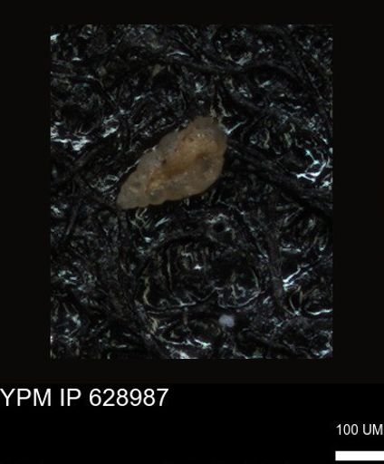 undet. Foraminiferida