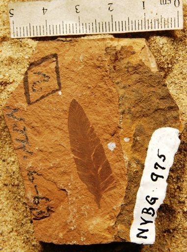 Osmunda occidentalis