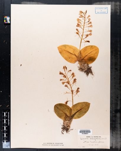 Liparis liliifolia