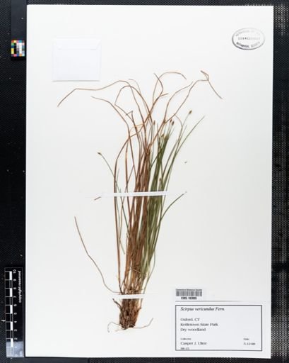 Scirpus verecundus