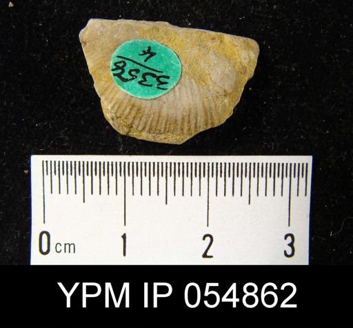 Strophonella reversa