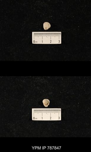 Brachiopoda
