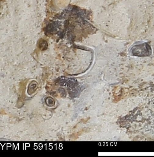 Serpulidae