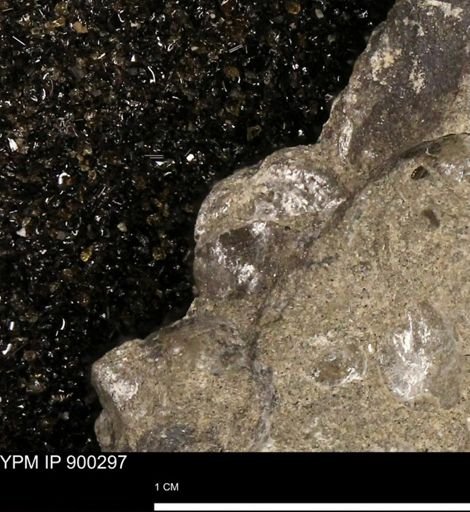 Anomia gryphorhyncha