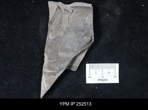 undet. Eurypterida