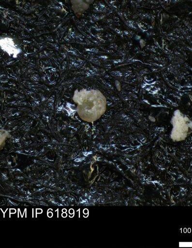 undet. Foraminiferida