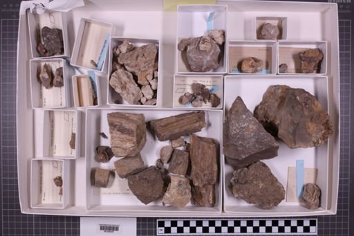 mixed taxa, stratigraphic collection