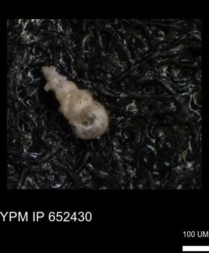 Heterohelicidae?