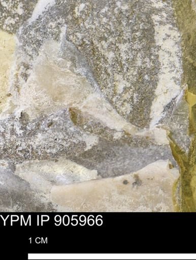 Pseudoptera sp.