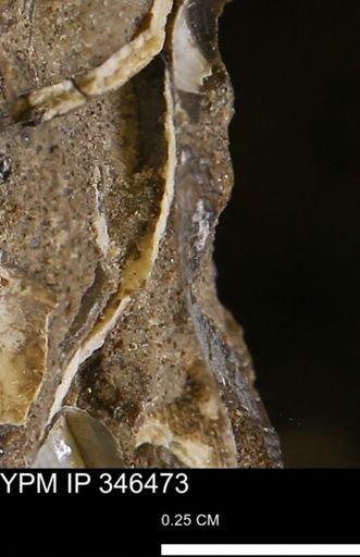 undet. Mollusca