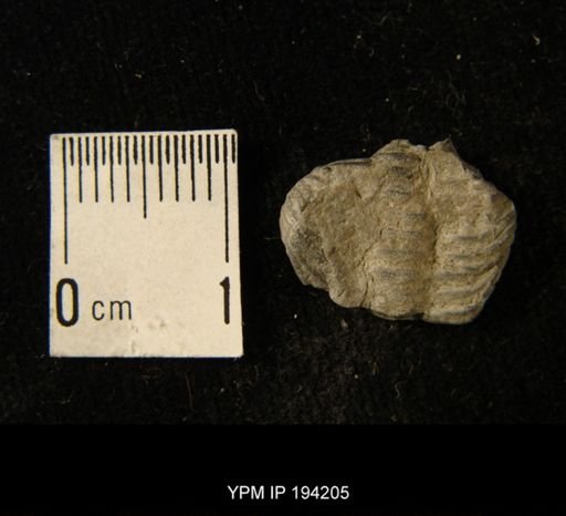 Phacops rana