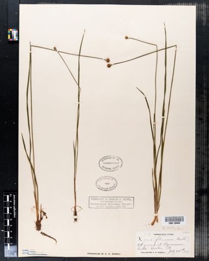 Xyris flexuosa