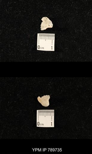 undet. Brachiopoda
