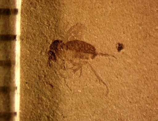 Mycetophilidae?