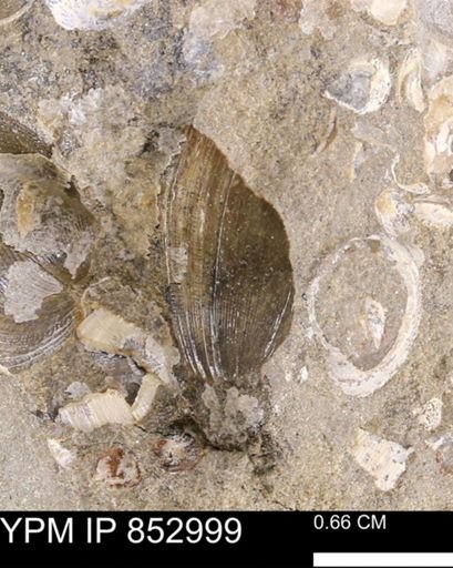 Limopsis striatopunctatus