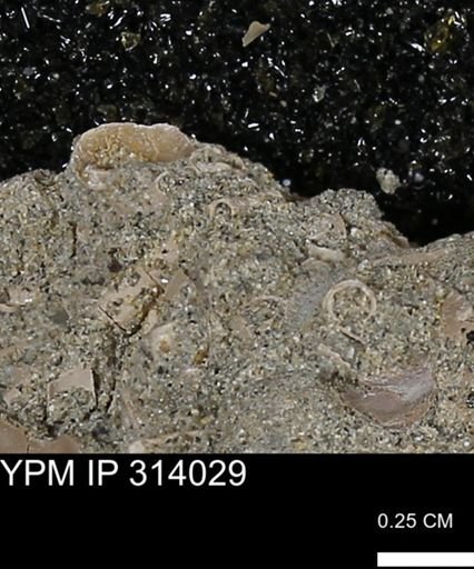 undet. Scaphopoda