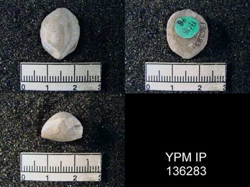 Spirigerella derbyi