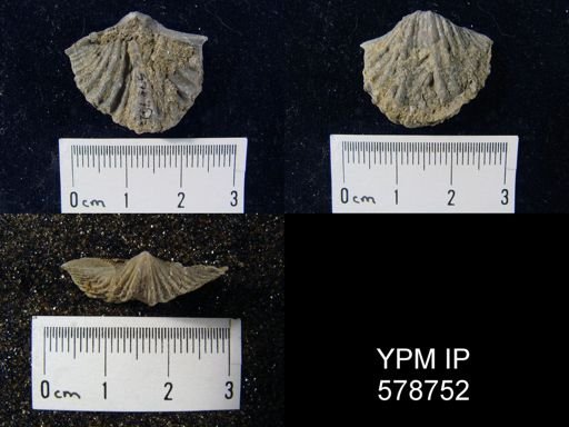 Spirifer increbescens