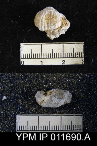 Marginifera manzanica