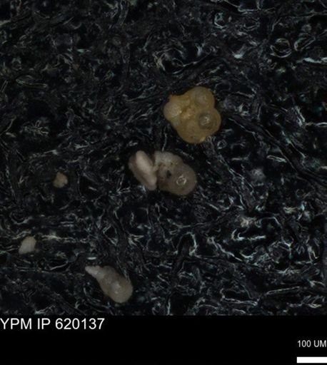undet. Foraminiferida