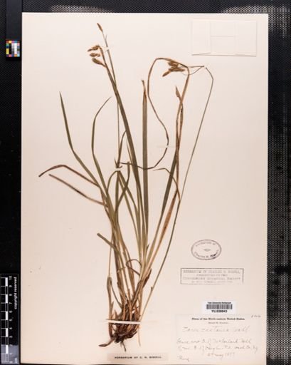 Carex
