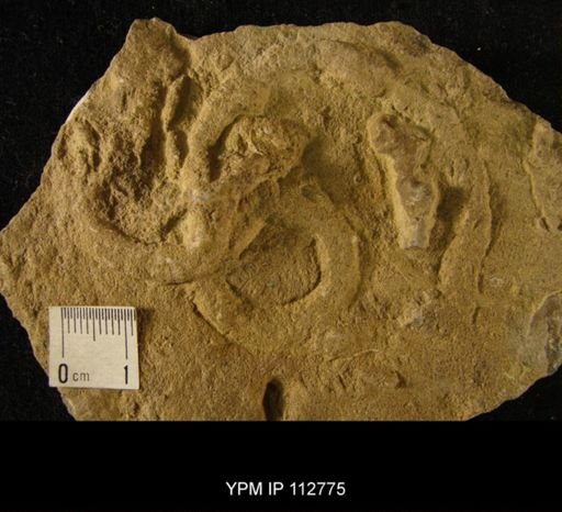 undet. Ichnofossil