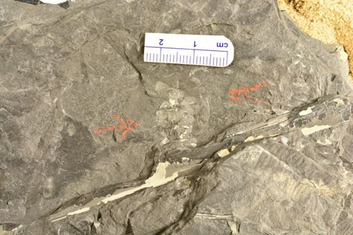 Sphenophyllum sp.
