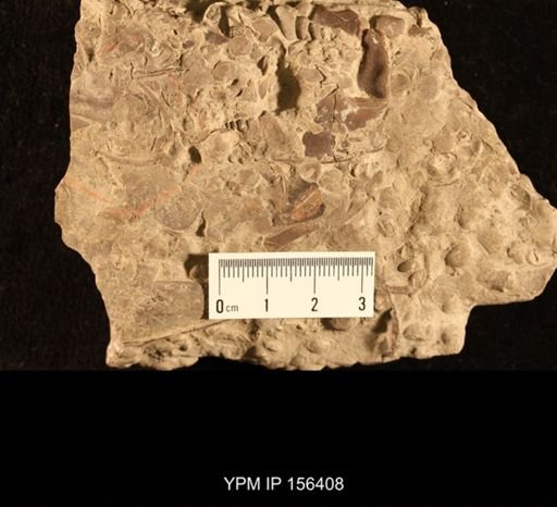 Ceraurus tubersus