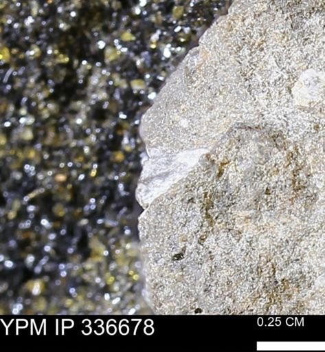 undet. Mollusca
